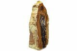 Petrified Wood (Sycamore) Stand-Up - Parker, Colorado #228115-1